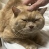 スコティッシュフォールド4才の男の子です！ サムネイル2