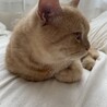 スコティッシュフォールド4才の男の子です！ サムネイル3