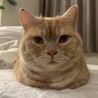 スコティッシュフォールド4才の男の子です！ サムネイル4