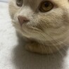 スコティッシュフォールド4才の男の子です！ サムネイル5