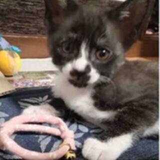 遊ぶのも大好きつぶあんくん