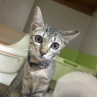 元気でやんちゃな　しおりちゃん