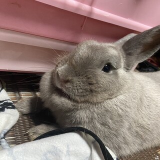 うさぎ   女の子 生後1年半 