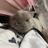うさぎ   女の子 生後1年半  サムネイル2