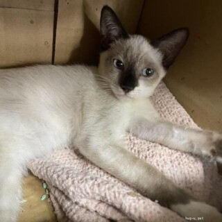 人馴れ抜群　ジャック