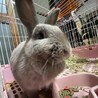 うさぎ   女の子 生後1年半  サムネイル3
