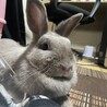 うさぎ   女の子 生後1年半  サムネイル4