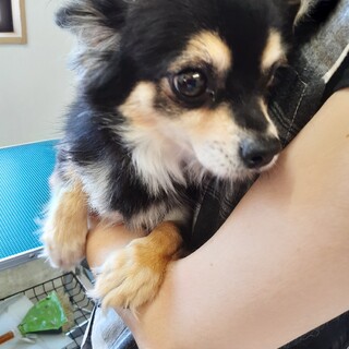 チワワの女の子　5才　ビビちゃん