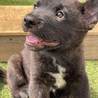 甲斐犬　男の子