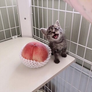 人慣れ抜群❣️可愛さ最強あかちゃん❣️