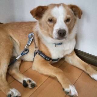 良い里親さんが見つかりました！ありがとう！