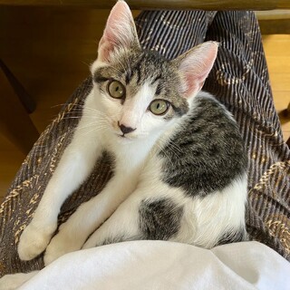 ありがとうございました★かわいい雉白ミントちゃん