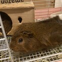 アビシニアンモルモット　メス　1歳