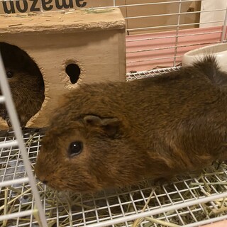 アビシニアンモルモット　メス　1歳