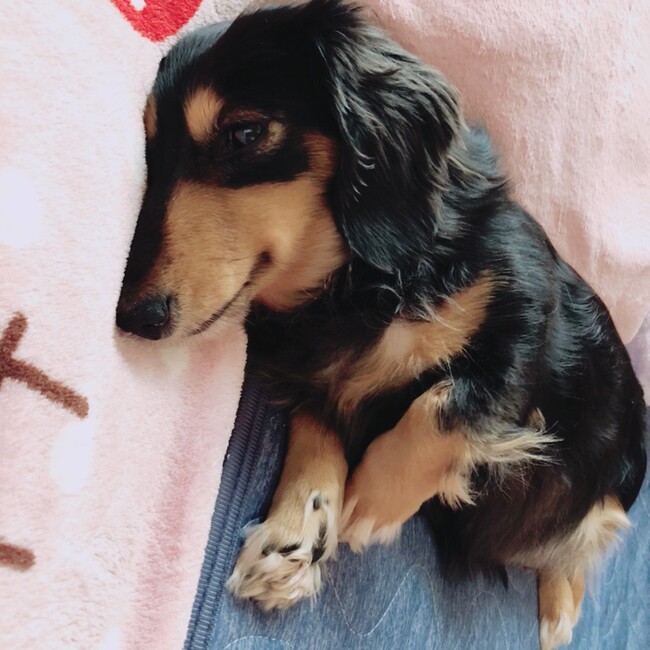 モモリナのカバー写真