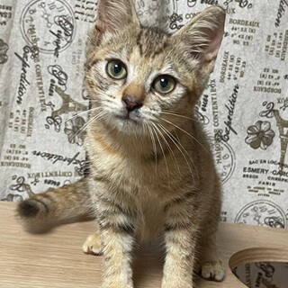 8/20荒川区西尾久譲渡会参加　桃花ちゃん