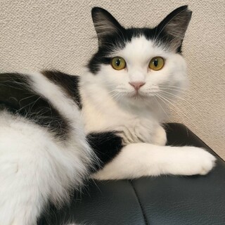 とても綺麗な　白黒長毛の　いけみちゃん