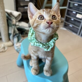 本当はイケメンのかずやです。