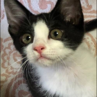 とてもおりこうさん！可愛い　せいやくん