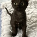 可愛い黒猫の女の子 こまめ