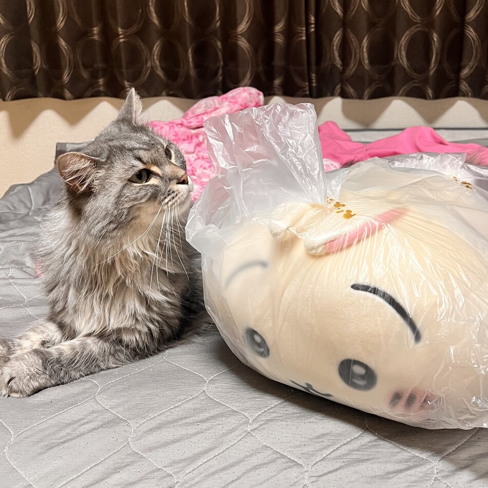 ウィルのカバー写真