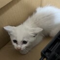 白子猫里親切実募集してます！