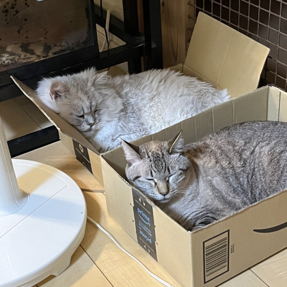 まおちゃんのカバー写真