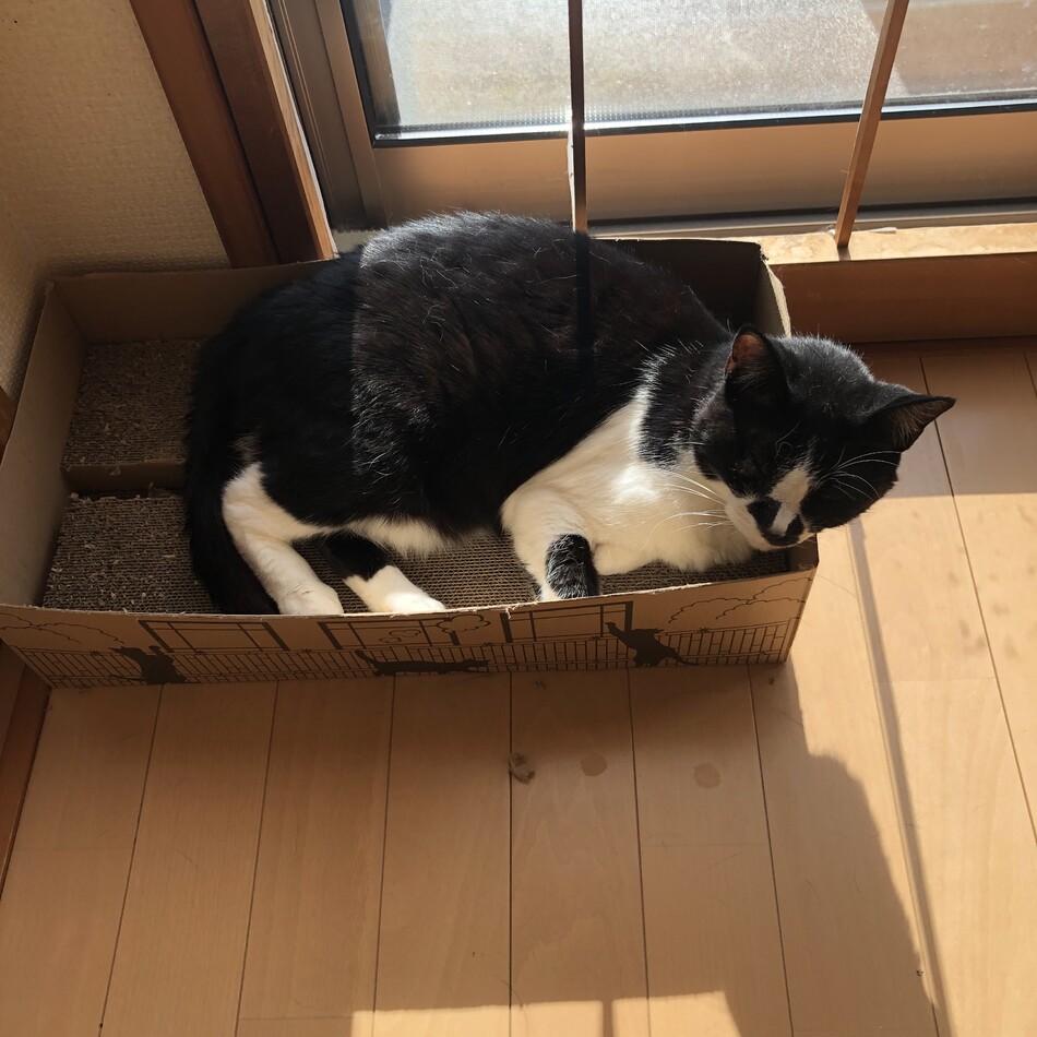 ゴマちゃんのカバー写真