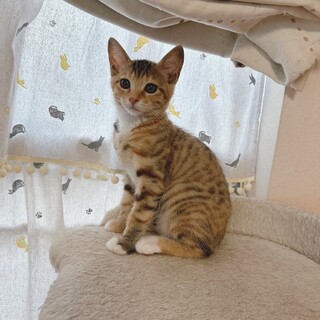 まみむめも姉妹❤️縞三毛むぎちゃん