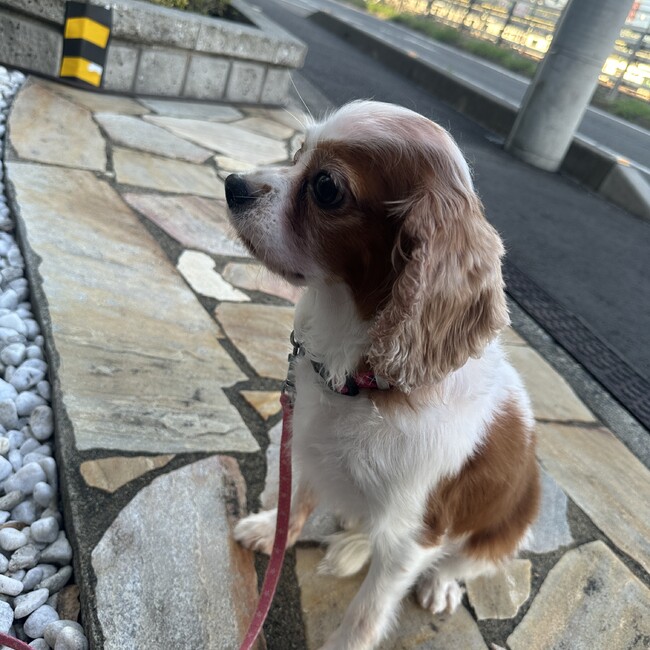 タケトのカバー写真