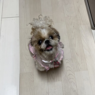 仮名：恋（れん）