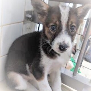 5-3-139◆可愛い子犬◆家族に迎えませんか？