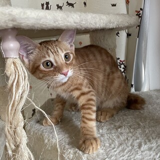 甘えん坊の茶トラ「チャロ」くん