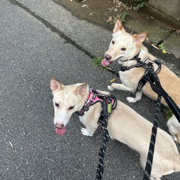 お散歩練習レオジョイ