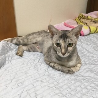 初心者、ワンちゃんOK、人慣れ抜群！