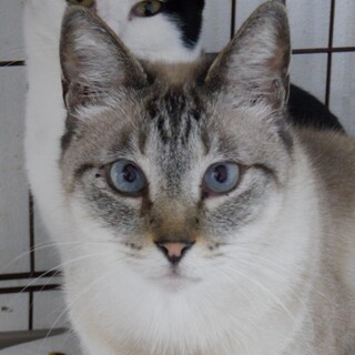 【北九州多頭飼い崩壊】ブルーアイのイケニャン