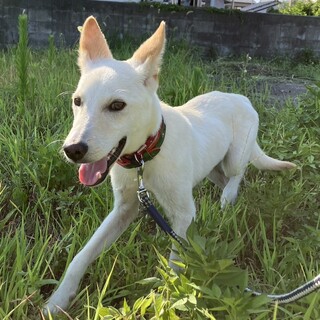 良い里親さんが見つかりました！ありがとう！