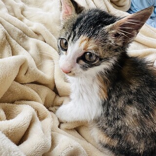 大人しくって抱っこ好きです。