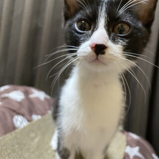 【急募！】可愛いハチワレちゃん 家族募集