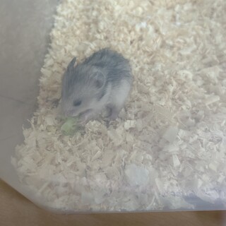 ゴールデンハムスターの赤ちゃん