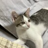 困り顔リロちゃんの里親さん募集 サムネイル2