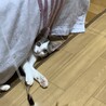 困り顔リロちゃんの里親さん募集 サムネイル3