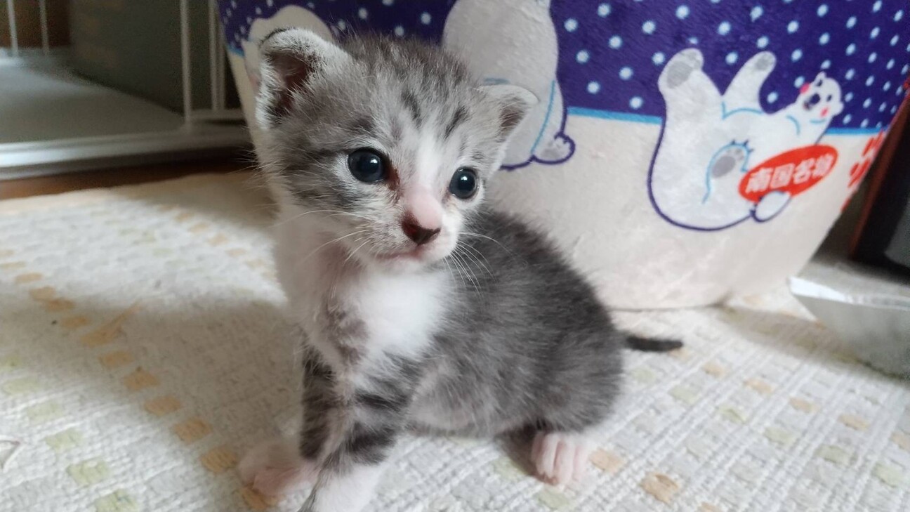 生後1ヶ月未満 子猫オスです」宮城県 - 猫の里親募集(466261