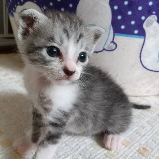 生後1ヶ月未満 子猫オスです」宮城県 - 猫の里親募集(466261
