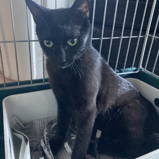 黒猫女の子里親募集！