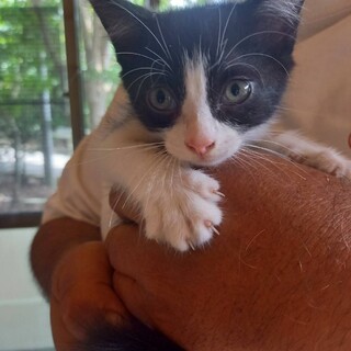 好奇心いっぱいのボンくん、2ヶ月の男の子