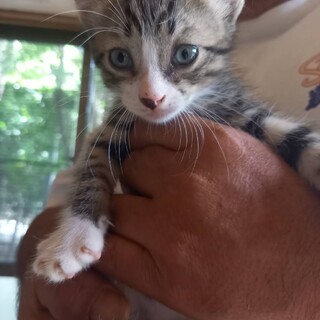 元気いっぱいのしゅーくん、2ヶ月の男の子