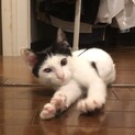 頑張って生き抜いた可愛いおかっぱ白黒子猫
