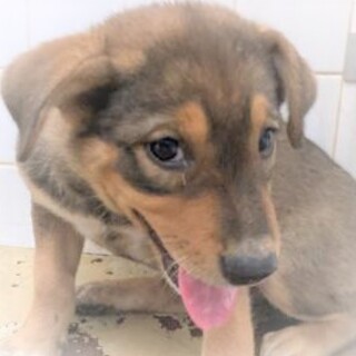 5-3-151◆可愛い子犬◆家族に迎えませんか？