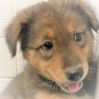 5-3-152◆可愛い子犬◆家族に迎えませんか？